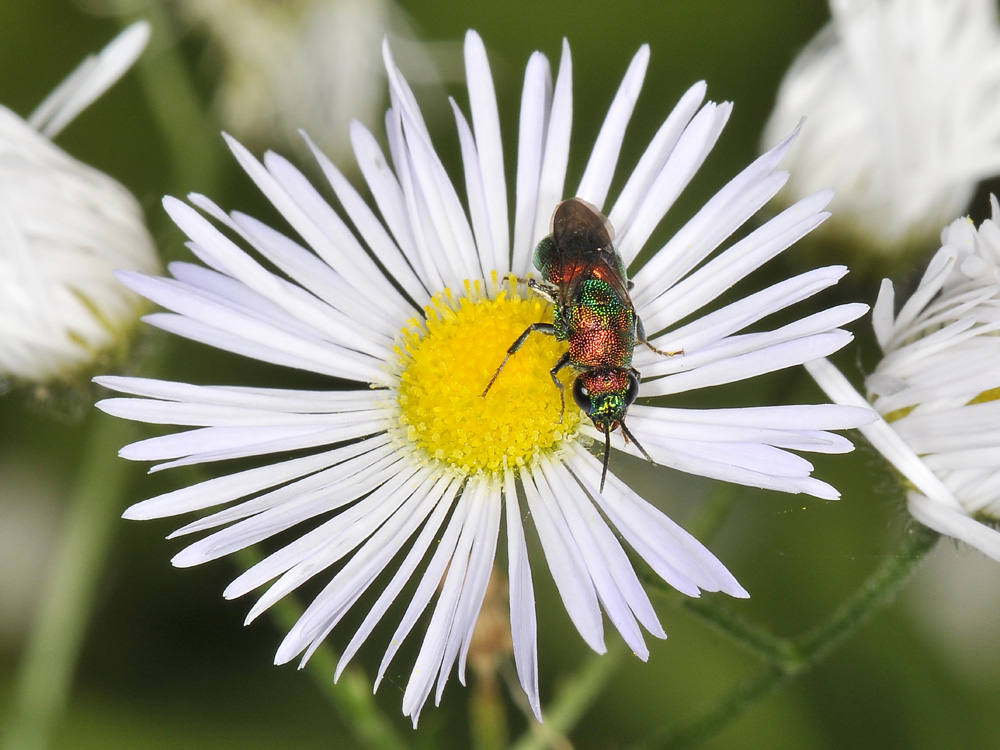 chrysididae da identificare: Hedychrum rutilans